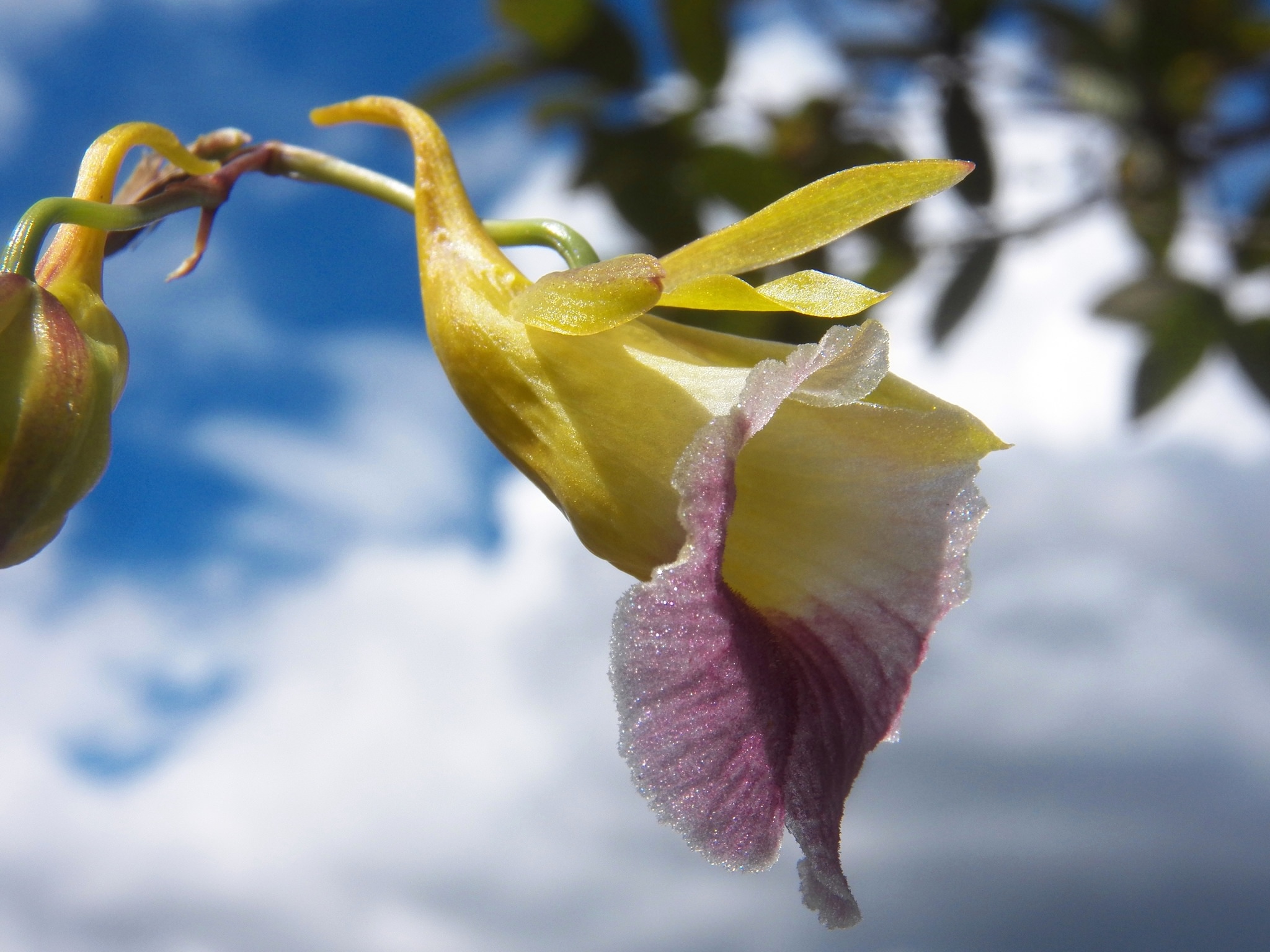 Galeandra batemanii